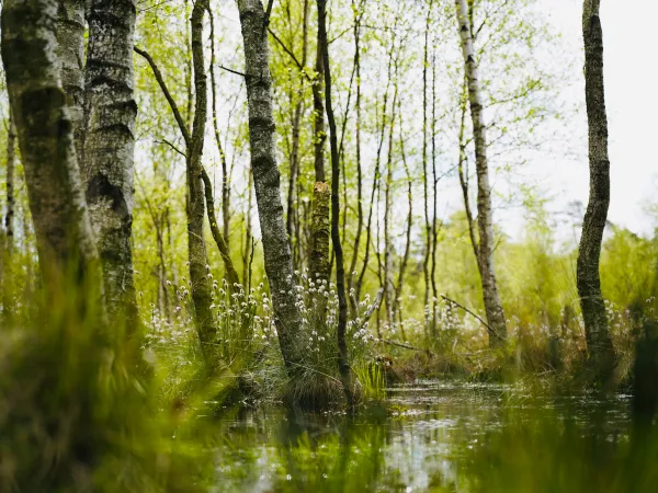 Moor-Idylle: Blick auf eine sonnenbeschienene und pflanzenumstandene Wasserstelle in der Nähe von Schneverdingen
